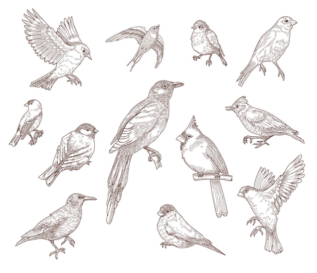 Conjunto de ilustración de bocetos grabados de especies de aves