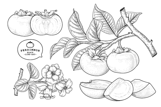 Conjunto de ilustración botánica de elementos dibujados a mano de fruta de caqui fuyu