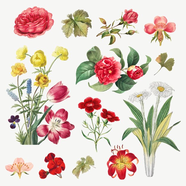 Conjunto de ilustración botánica de flores vintage