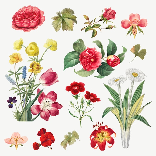 Conjunto de ilustración botánica de flores vintage