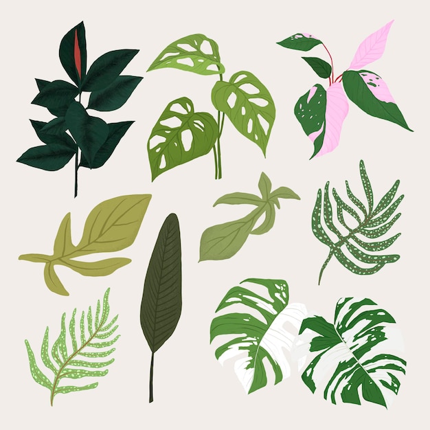 Conjunto de ilustración botánica de planta de vector de hoja tropical