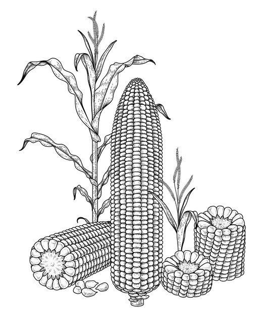 Conjunto de ilustración de dibujado a mano de maíz maduro