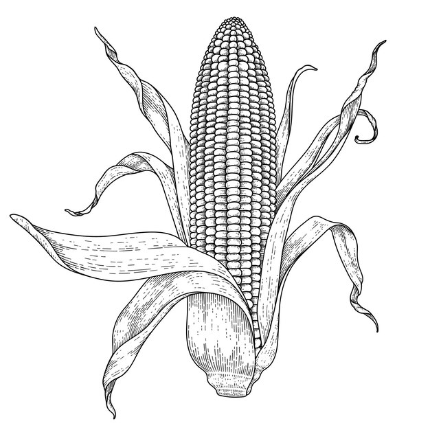 Conjunto de ilustración de dibujado a mano de maíz maduro