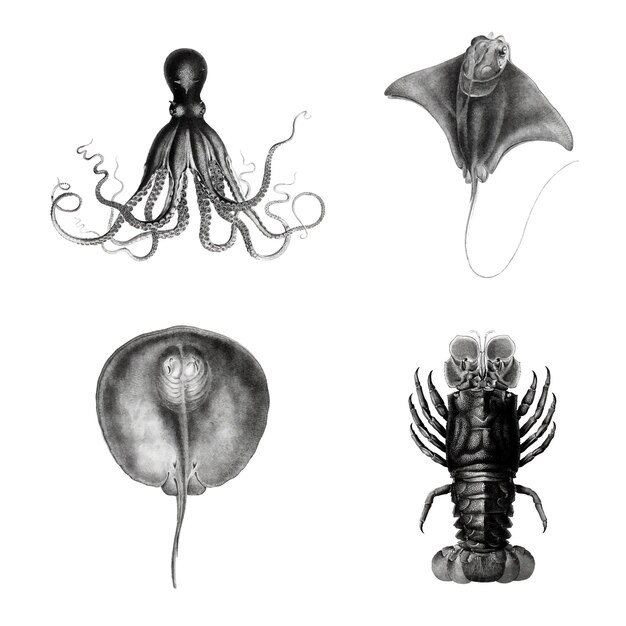 Conjunto de ilustración de especies de vida marina