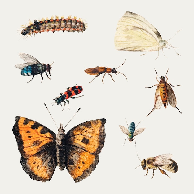 Conjunto de ilustración de insectos y mariposas vintage