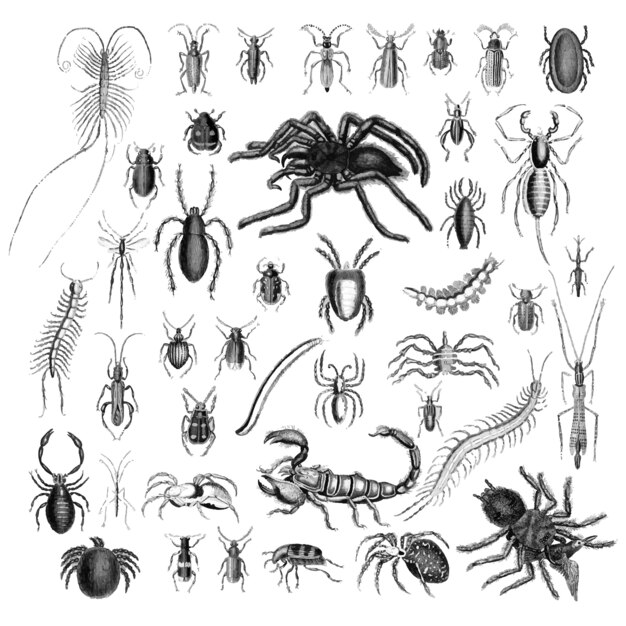 Conjunto de ilustración de varios insectos
