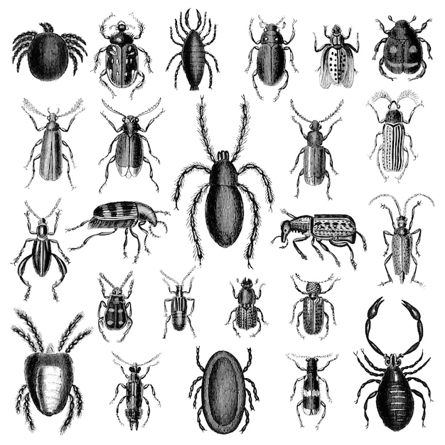 Conjunto de ilustración de varios insectos