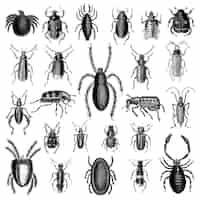 Vector gratuito conjunto de ilustración de varios insectos