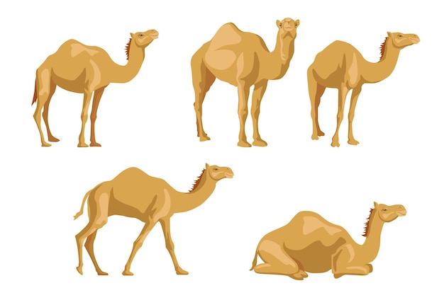Conjunto de ilustraciones de camellos de lado.
