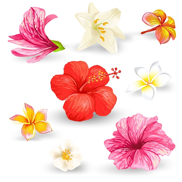 Conjunto de ilustraciones de flores de hibisco tropicales.