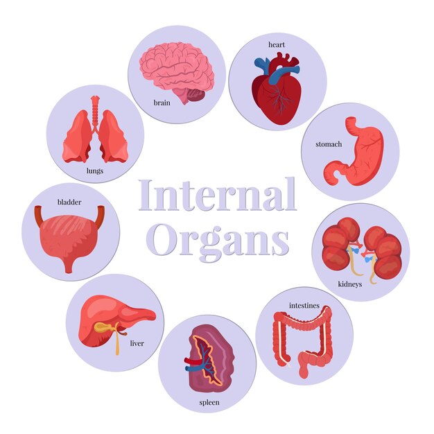 Conjunto de ilustraciones de órganos internos cerebro corazón estómago y riñones Anatomía del cuerpo biología plantilla de banner educativo pulmones vejiga hígado bazo e intestinos