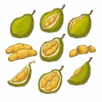 Vector gratuito conjunto de ilustraciones de vectores, iconos de una fruta durian