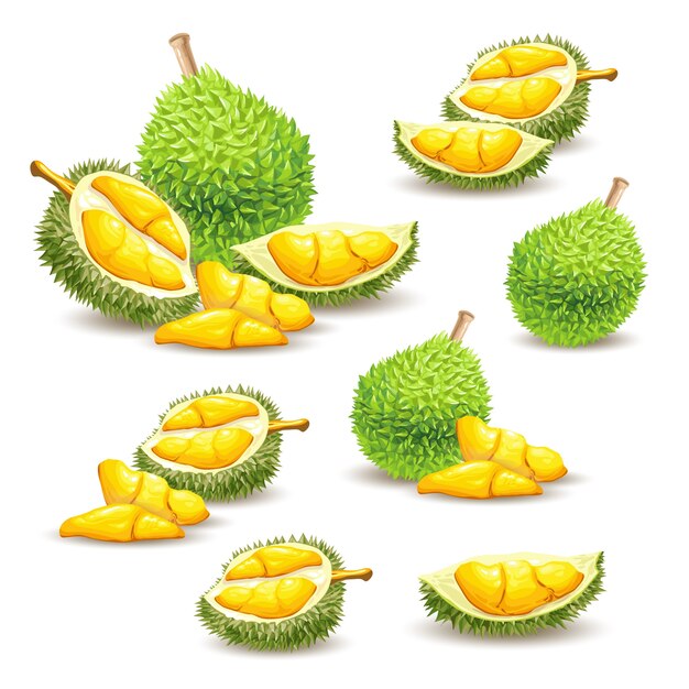 Conjunto de ilustraciones de vectores, iconos de una fruta durian