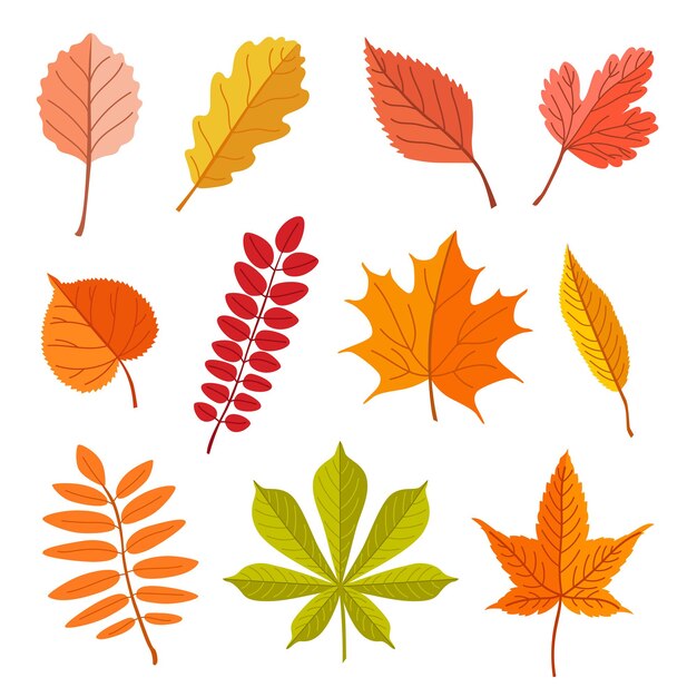 Conjunto de ilustraciones vectoriales de hojas caídas de diferentes árboles. Follaje del bosque, hojas secas de color verde, amarillo, marrón, naranja aisladas sobre fondo blanco. Otoño u otoño, naturaleza, concepto de plantas para decoración.