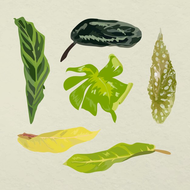 Conjunto de imágenes de arte vectorial de hoja tropical