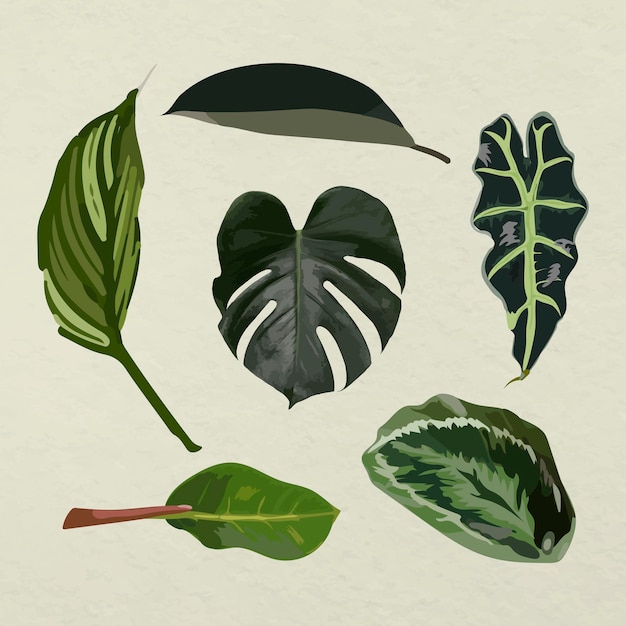 Conjunto de imágenes de arte vectorial de hoja tropical