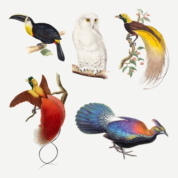 Conjunto de impresión de arte animal de vector de pájaro vintage, remezclado de colección de dominio público