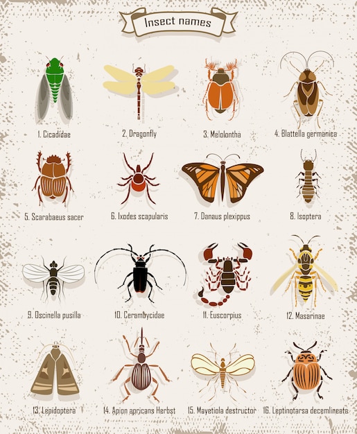 Vector gratuito conjunto de insectos coloridos