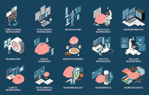 Conjunto isométrico de neurociencia con neurogastronomía, neuroinformática, ingeniería neuronal, neuroanatomía, neuroimagen aislada sobre fondo de color, ilustración vectorial 3d