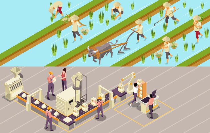 Vector gratuito conjunto isométrico de producción de arroz de dos composiciones horizontales con vistas a trabajos de plantación e ilustración de vector de línea industrial