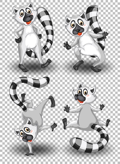 Conjunto de lindo mapache sobre fondo transparente