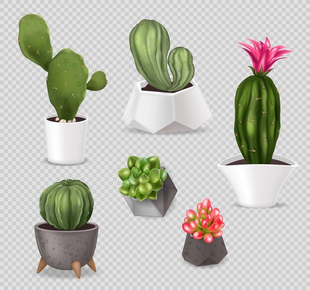 Conjunto de macetas de cactus realistas de imágenes aisladas con plantas de interior en macetas decorativas en la ilustración de vector de fondo transparente
