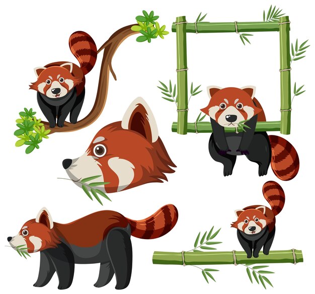 Conjunto mixto de panda rojo