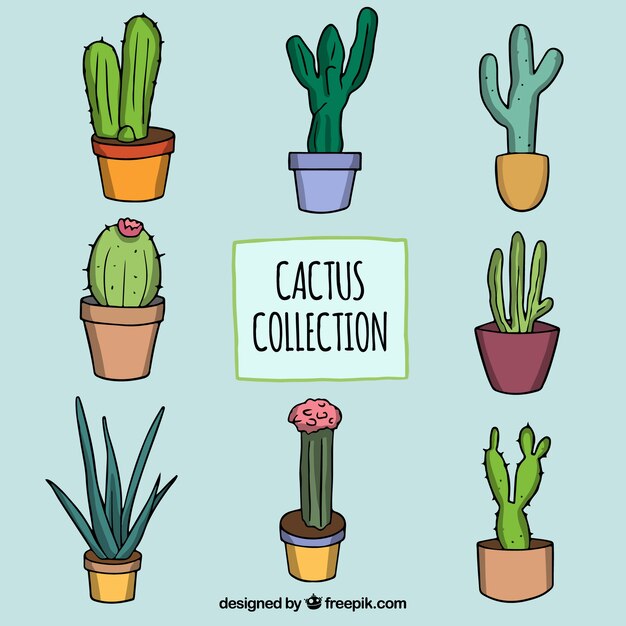 Conjunto moderno de cactus a mano