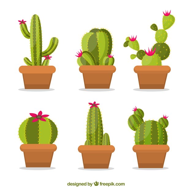 Conjunto moderno de cactus tropicales
