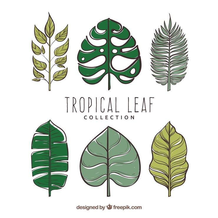Vector gratuito conjunto moderno de hojas tropicales dibujadas a mano