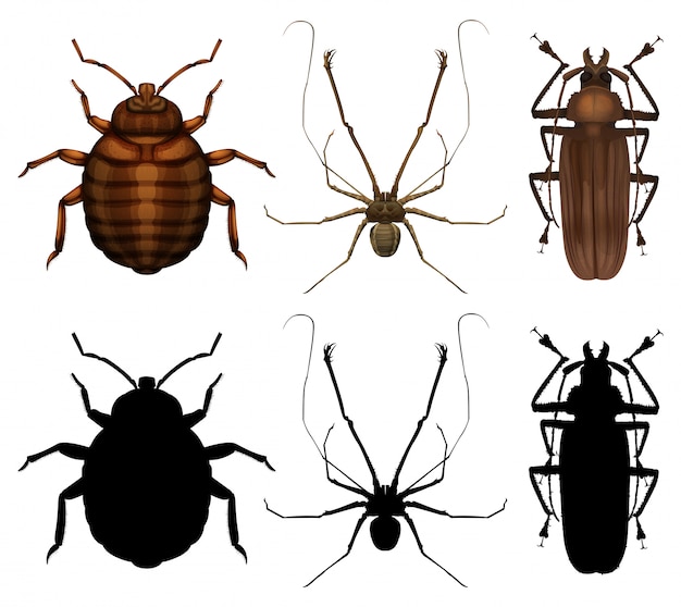 Vector gratuito conjunto de muchos insectos