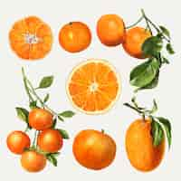 Vector gratuito conjunto de naranjas frescas naturales dibujadas a mano