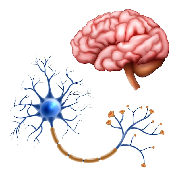 Conjunto de neurociencia realista con cerebro humano y anatomía nerviosa ilustración vectorial aislada