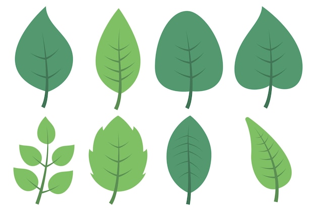 Vector gratuito conjunto de ocho hojas diferentes