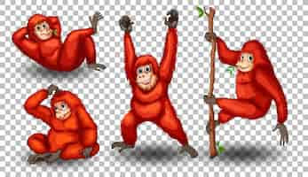 Vector gratuito conjunto de orangután sobre fondo transparente