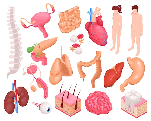 Conjunto de órganos humanos con pulmones cardíacos y estómago isométrico ilustración vectorial aislada