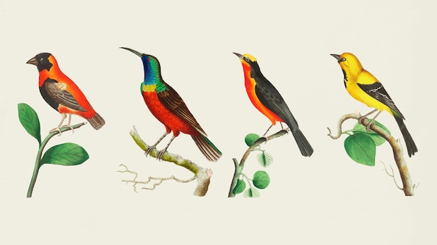 Vector gratuito conjunto de pájaros coloridos