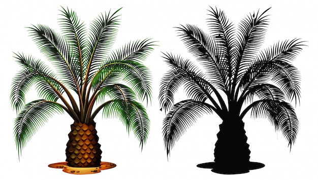 Vector gratuito conjunto de palmera