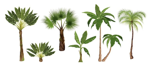 Conjunto de palmeras con imágenes aisladas de árboles tropicales exóticos de diferentes tipos en una ilustración vectorial de fondo en blanco