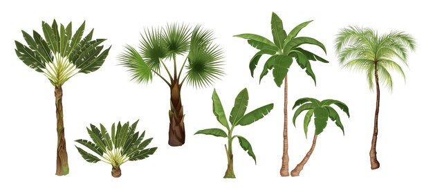 Conjunto de palmeras con imágenes aisladas de árboles tropicales exóticos de diferentes tipos en una ilustración vectorial de fondo en blanco