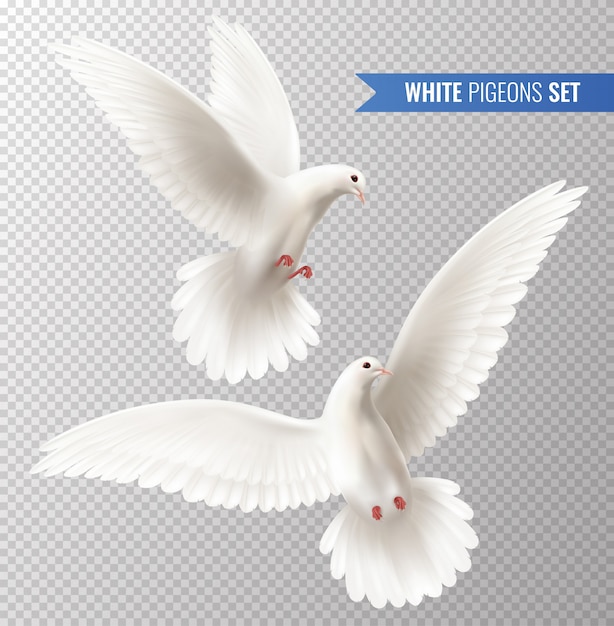 Conjunto de palomas blancas.