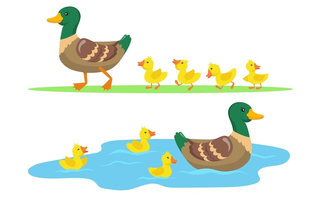 Vector gratuito conjunto de pato y patitos.