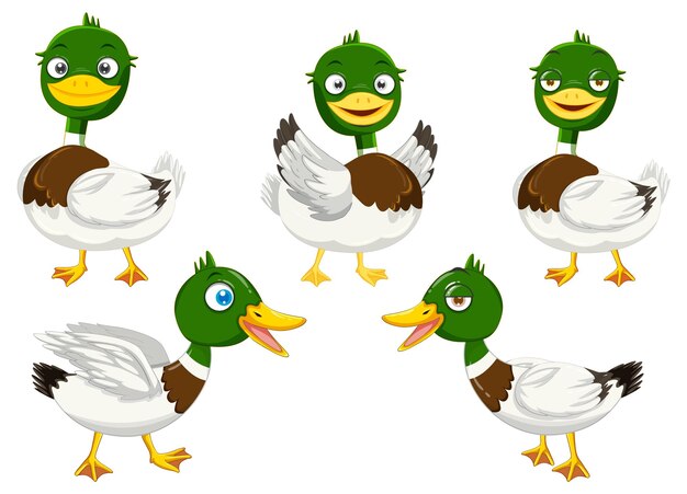 Conjunto de patos mallard de dibujos animados