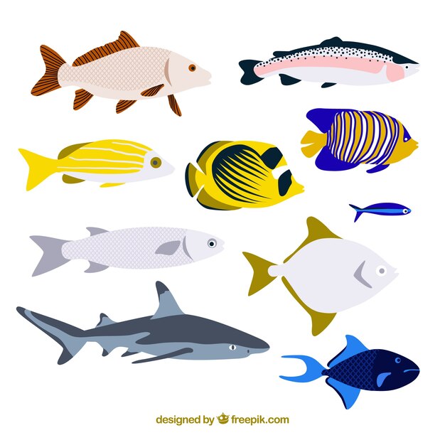Conjunto de peces coloridos en estilo plano