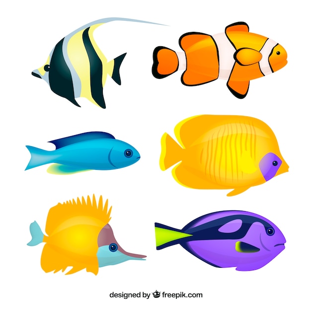 Conjunto de peces grandes en estilo plano