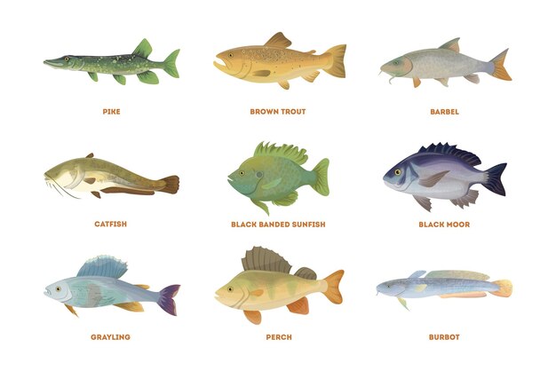 Conjunto de peces de río Peces aislados sobre fondo blanco