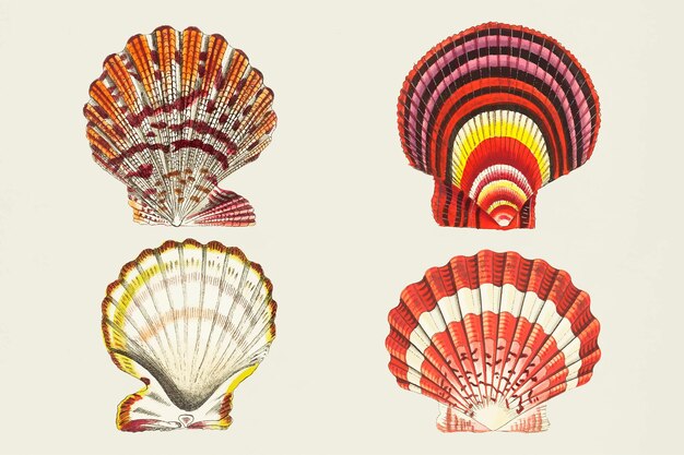 Conjunto de pegatinas de colores de vector de conchas marinas vintage