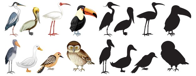 Conjunto de personaje de dibujos animados de aves