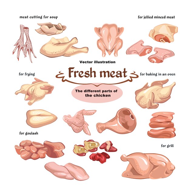Conjunto de piezas de carne de pollo de dibujo coloreado