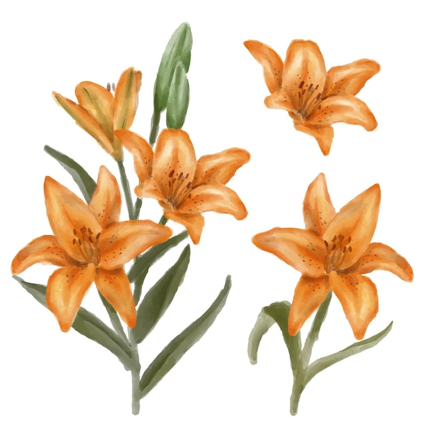Conjunto de piezas separadas y unidas a un hermoso ramo de flores en estilo de colores de agua en la ilustración de vector plano de fondo blanco